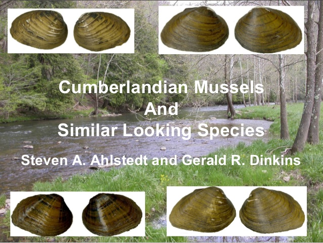 Cumberlandian Mussel Types