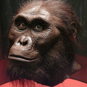Australopithecus afarensis (ca. 3–3.5 million years ago)