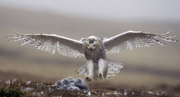 A snowy owl, Paul L. Bannick