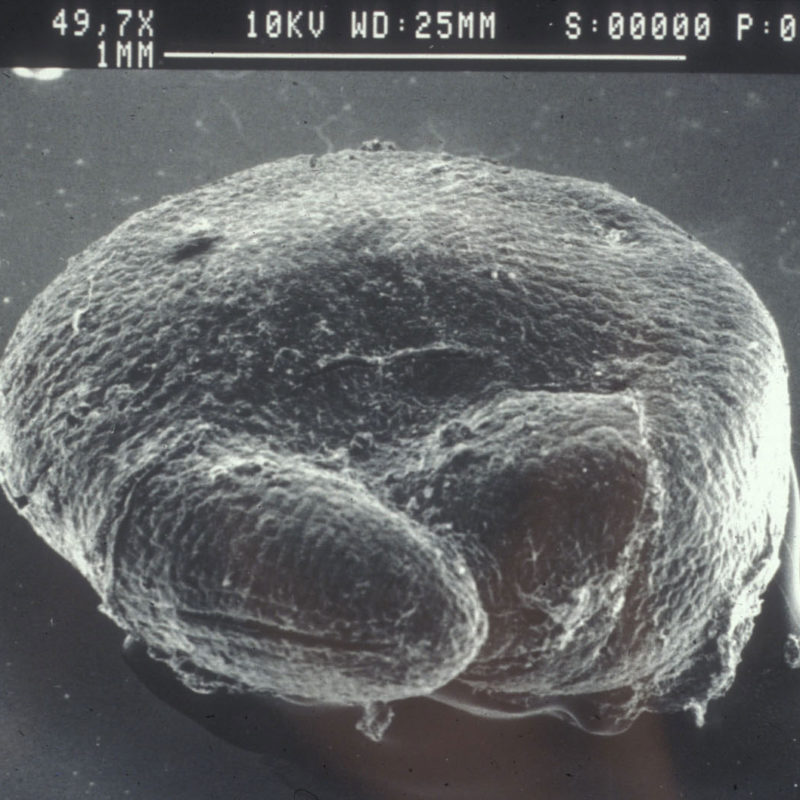 Scanning electron microscope image of a domesticated Chenopodium berlandieri ssp.