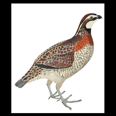 bobwhite | McClung Museum of Natural History & Culture