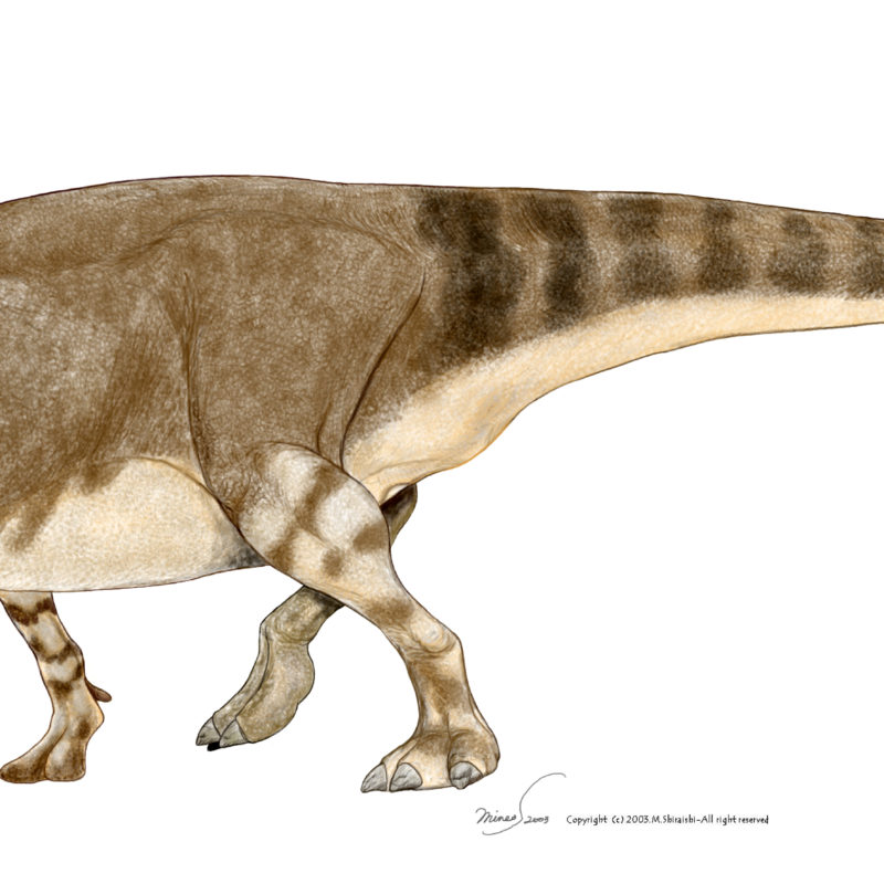 Edmontosaurus annectens