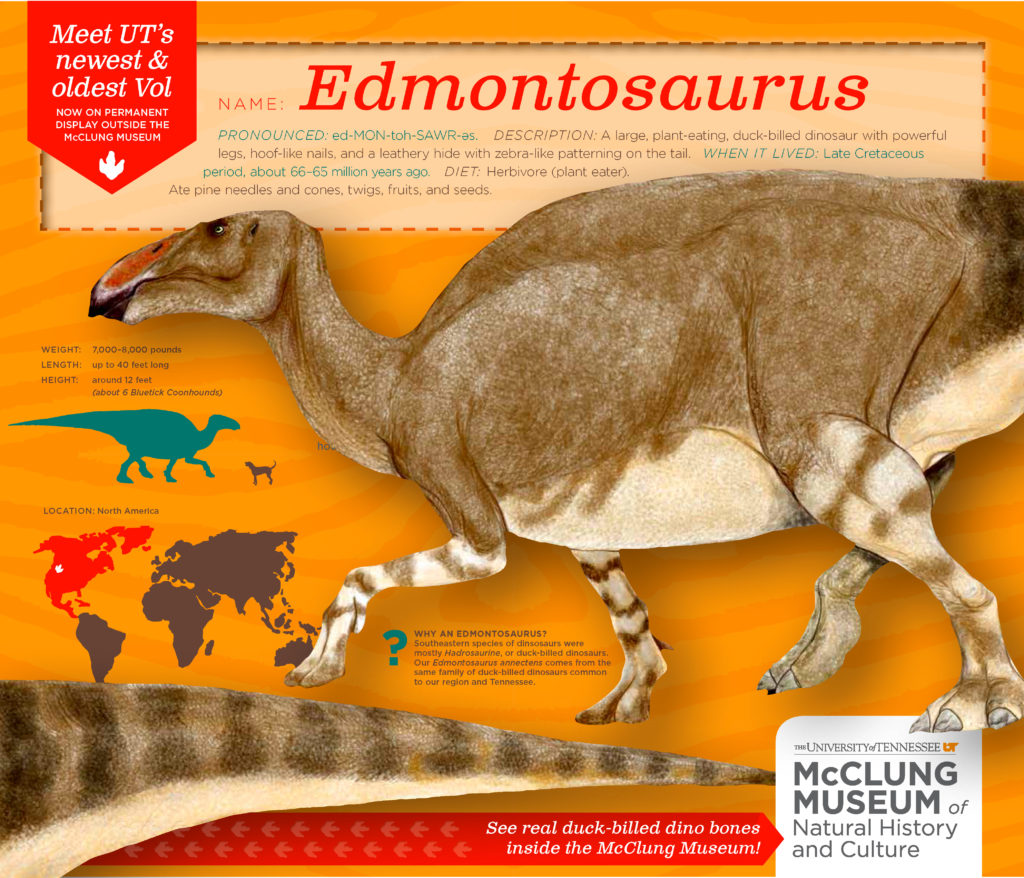 Edmontosaurus infographic