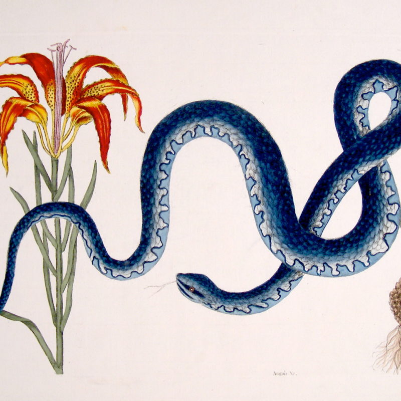 Catesby Wampum Snake