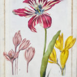 Study of a tulip, two crocus, and two beetles, c. 1690 Maria Sibylla Merian, Black lead, pen and black ink, watercolor and bodycolor with gilt framing lines on vellum, Arader Galleries.