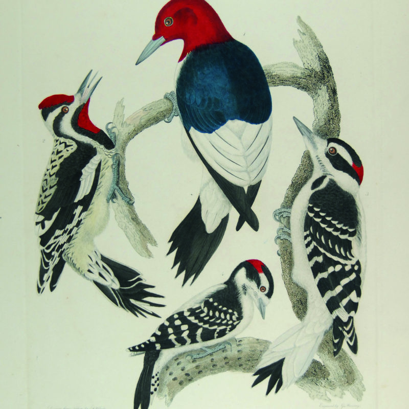 Alexander WIlson woodpeckers