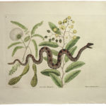 Small Rattle Snake by Mark Catesby