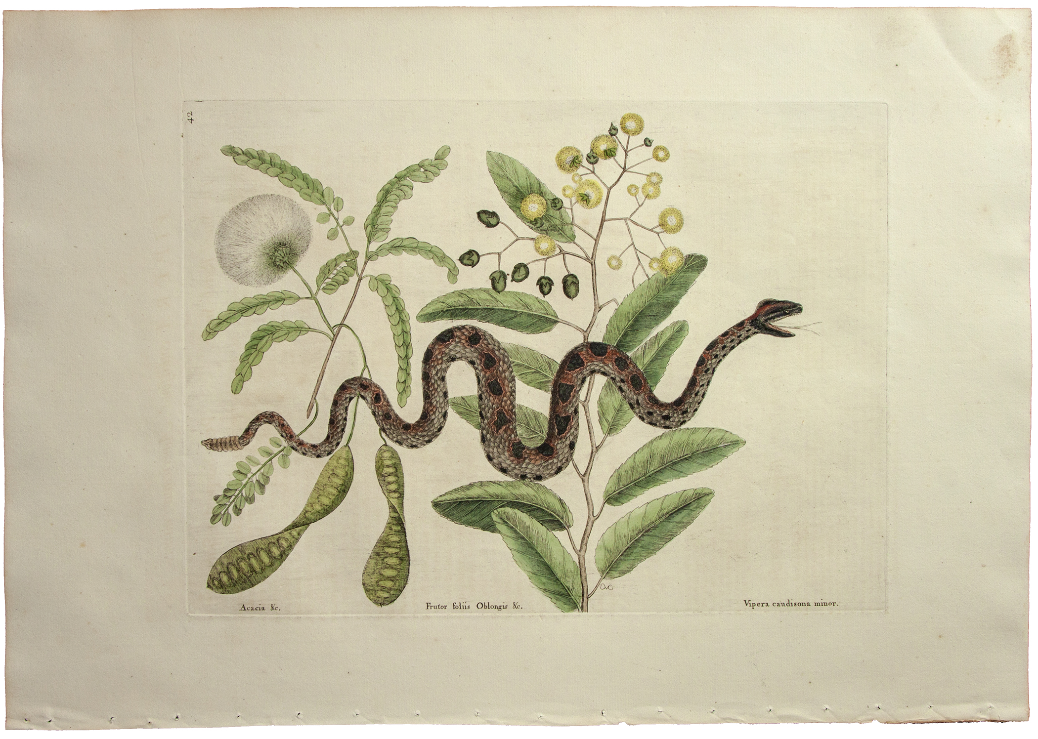 Small Rattle Snake by Mark Catesby