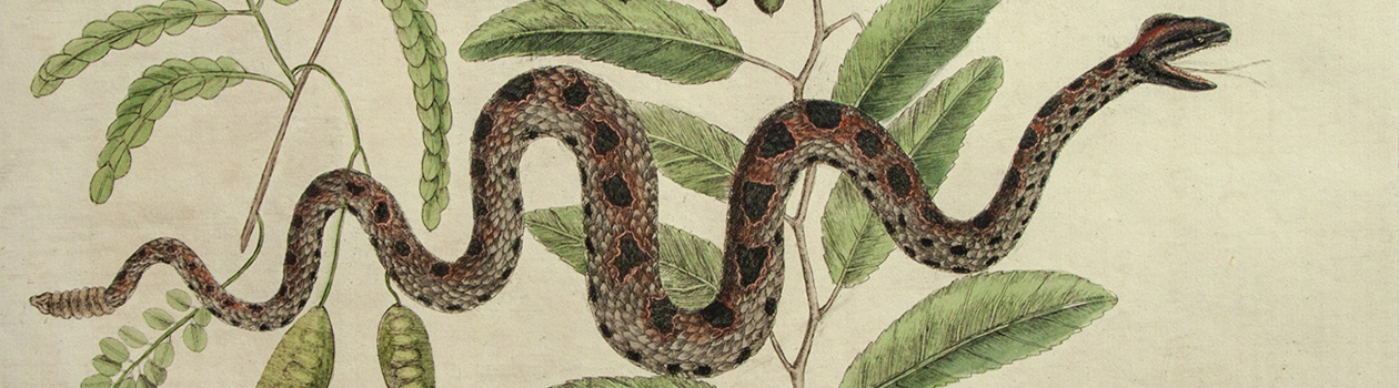 Prints That Kill: Poisonous Plants and Animals