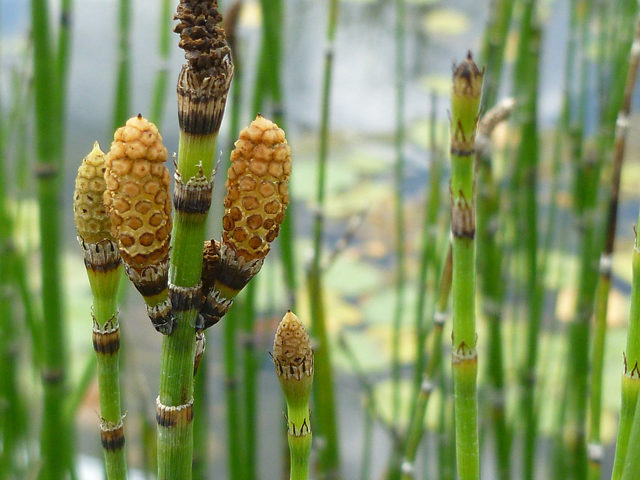 Plant of the Month: Rough Horsetail
