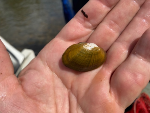 Nolichucky Oystermussel