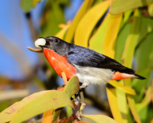 Mistletoe bird