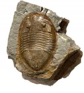 Isotelus iowensis, trilobite from McClung collection on view