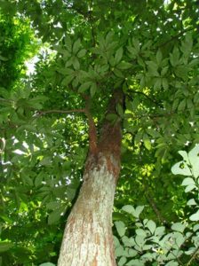chesnut tree