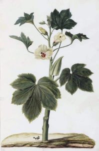 Drawing of okra plant and flower