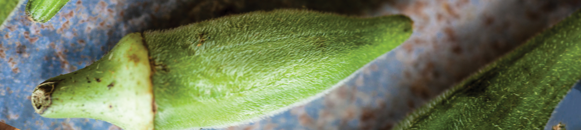 High-resolution photo of Okra