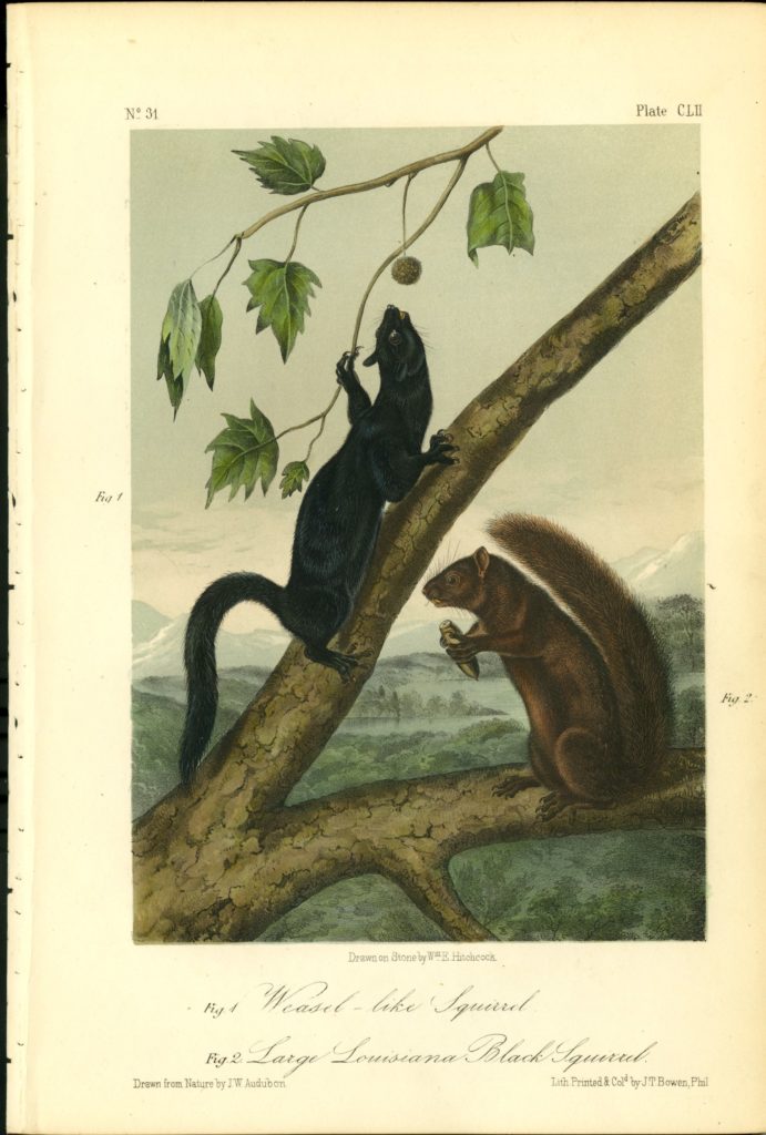 Weasel-Like Squirrel and Large Louisiana Black Squirrel