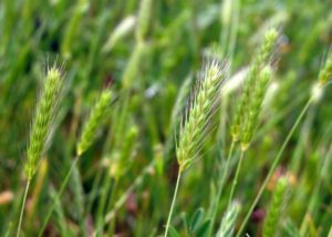 Close up of little barley plants growing in a field