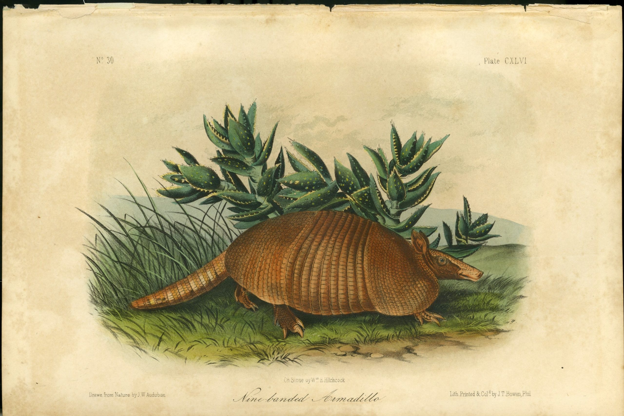 Armadillos finding a happy home in Tennessee