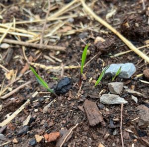 Young Little Barley at our new Southern Foodways Garden