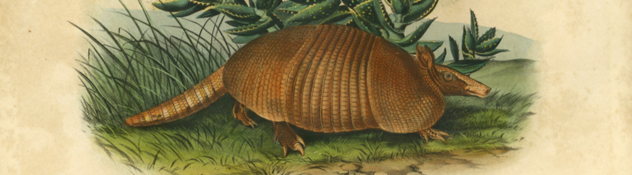 Nine Banded Armadillo created by stone lithograph