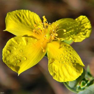Close up of bright yellow flower of St. John's Wort 