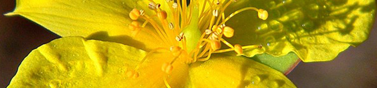 Close up image of bright yellow flower of St. John's Wort