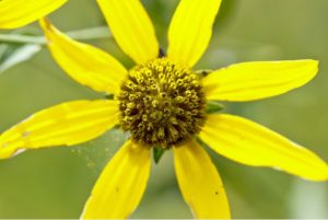 Close up of yellow petals of a coneflower