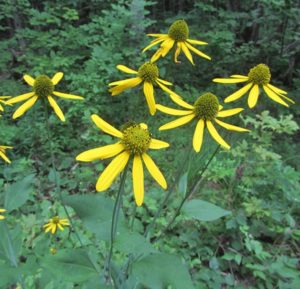 Five yellow coneflowers grow in a green space 