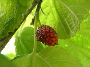“Morus rubra; Red mulberry”, by Sharpj99, CC BY-NC-SA 2.0.