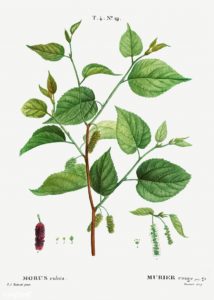 “Red mulberry (Morus rubra) illustration from Traitédes Arbres”, Free Public Domain Illustrations by rawpixel, CC BY 2.0.