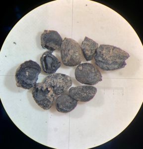 Carbonized mulberry (Morus rubra) seeds under the microscope from the Mussel Beach archaeological site (40MI70) in Tennessee (photo courtesy of Kelly Santana).