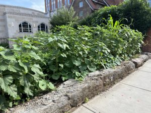 Figure 1. Our Southern Foodways Garden behind Strong Hall on the UTK campus – corn peaks above the greenery in the back right while sunflowers and bottle gourd vines flank the stony ledge.