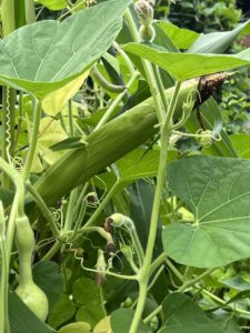 Ear of corn, the green bean pod, and growing bottle gourd in Southern Foodways Garden