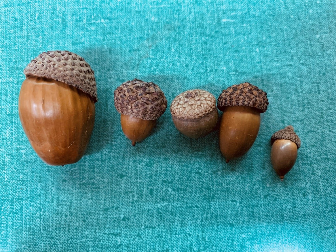 Large Acorns with affixed caps - Natural or Preserved with Shellac