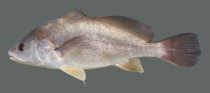 Fresh water drum fish, photo courtesy of Kentucky Fish and Wildlife