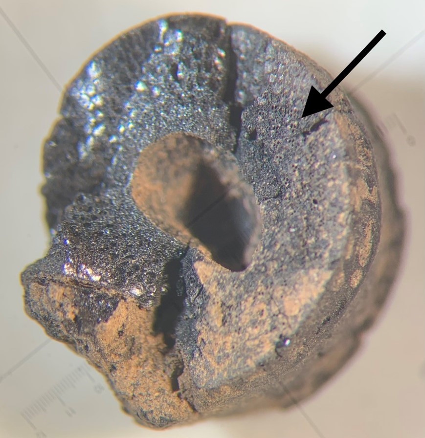 Figure 4. Archaeological cane fragment from under the microscope with arrow pointing to diagnostic feature of “paw-print” vascular bundles (photo by Kelly Santana). 