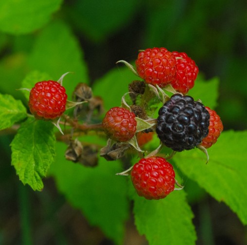 Figure 1. “Common Blackberry (Rubus allegheniensis” by wackybadger (CC BY-SA 2.0). 