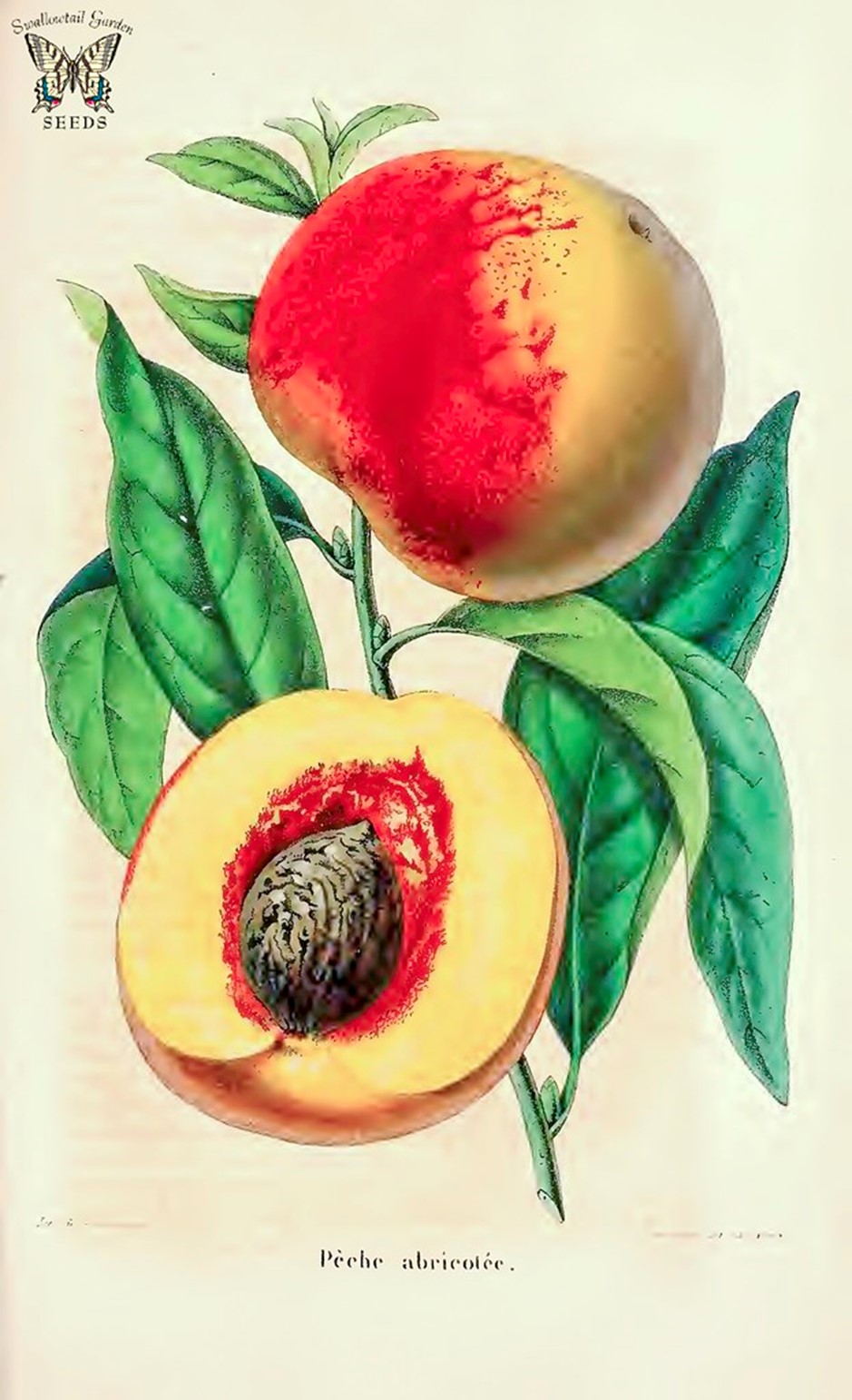 Figure 1. “Peach. Pèche ‘Abricolée. Prunus persica. La Belgique horticole, journal des jardins et des vergers, vol.4 (1853-1854)” by Swallowtail Garden Seeds (CC BY 2.0). 