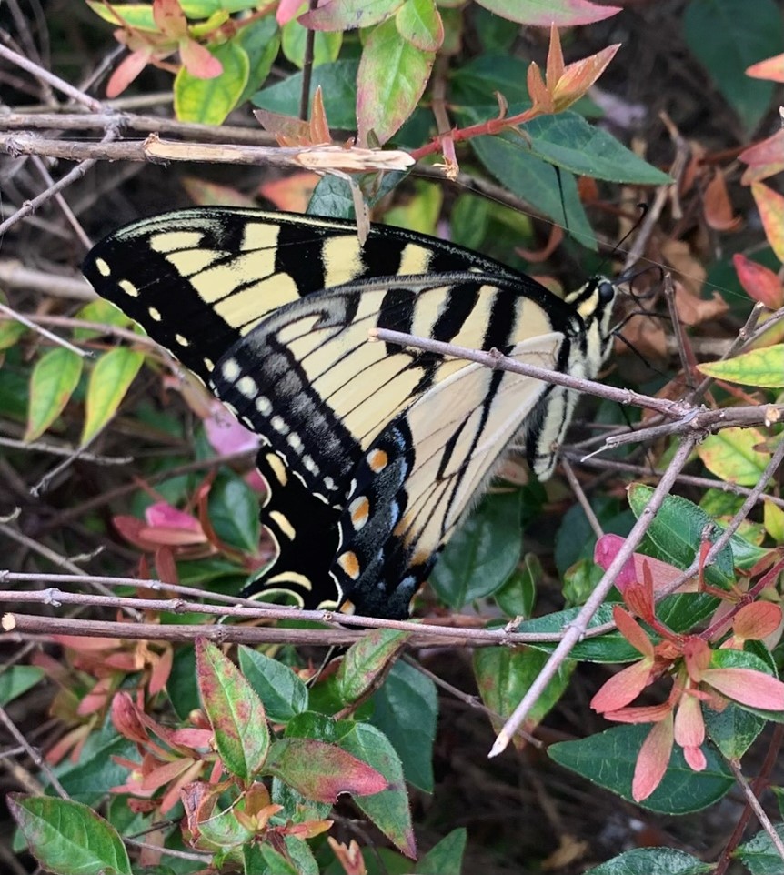 Figure 2. Eastern Tiger Swallowtail in Knoxville, TN (photo by Kelly Santana).