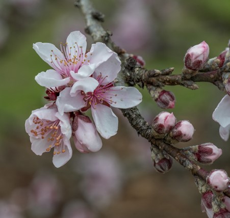 Figure 3. “Prunus persica Bonfire blossom NBG” by Puddin Tain (CC BY-SA 2.0). 