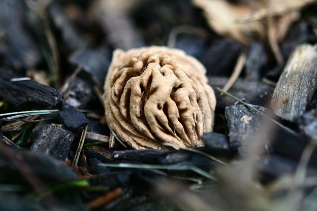 Figure 4. “Discarded Peach Pit” by slgckgc (CC BY 2.0). 