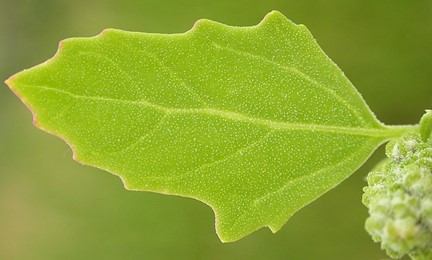 Figure 2. See how the leaf looks like a goose’s foot? (“Chenopodium berlandieri (3767483349)” by Matt Lavin [CC BY-SA 2.0]).