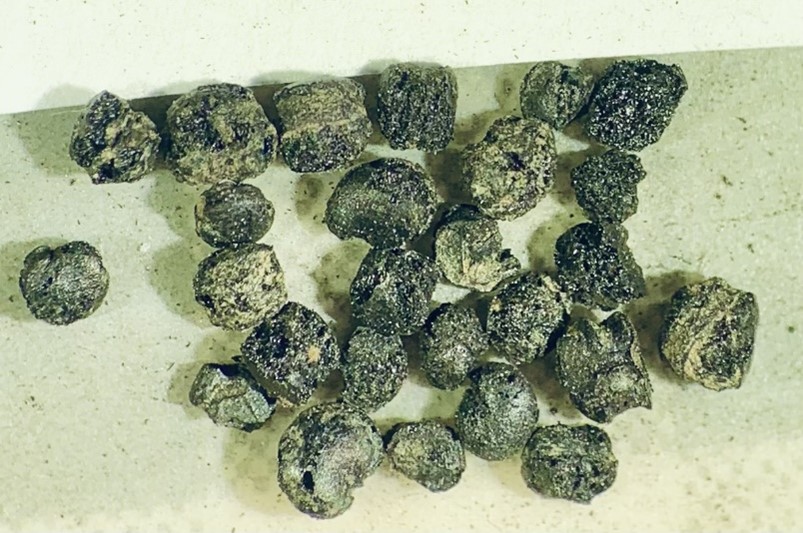 Figure 3. Carbonized cultivated chenopod from archaeological site Magic Waters (31JK291) in Cherokee, North Carolina, dating to the Middle Woodland time period (ca. AD 100-300; photo by Kelly Santana). 
