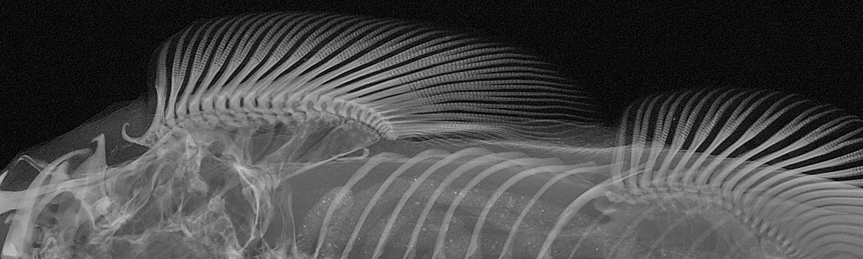 Detail of Torrent Loach Radiograph by Sandra J. Raredon, Division of Fishes, National Museum of Natural History, Smithsonian Institution